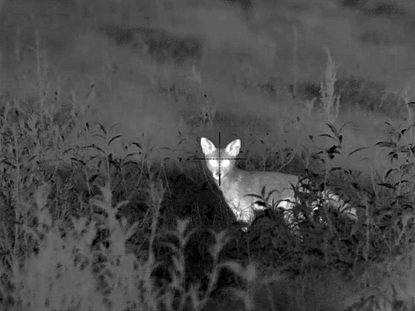 Feral Animal Management